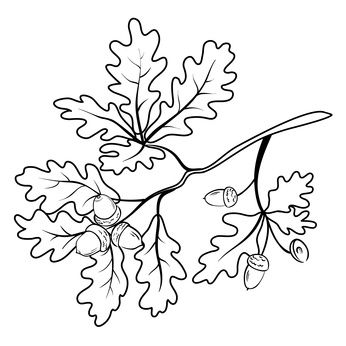 Online coloring book: Acorns among the leaves on a twig coloring page